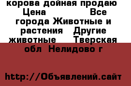 корова дойная продаю › Цена ­ 100 000 - Все города Животные и растения » Другие животные   . Тверская обл.,Нелидово г.
